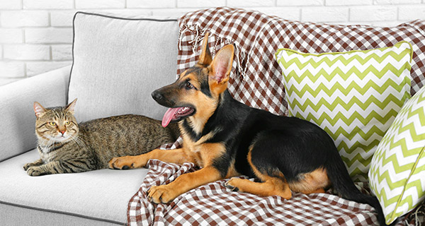 pet odor & stain removal in Holly Springs